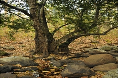 Diospyros malabarica